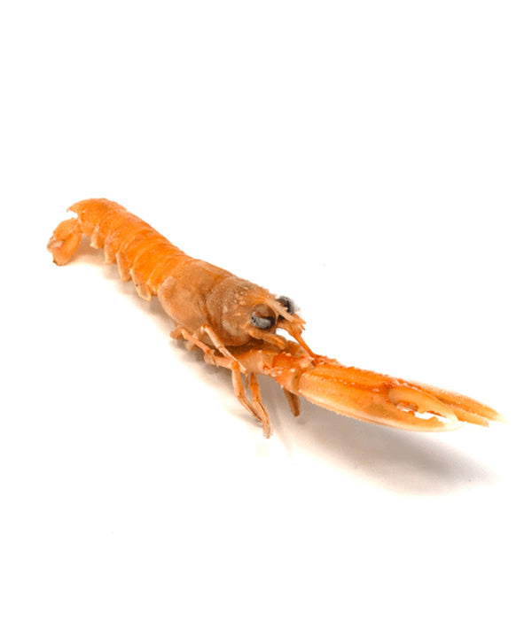 SCAMPO INTERO SCOZIA FAO 27 17/20 PEZZI MACDUFF G.750