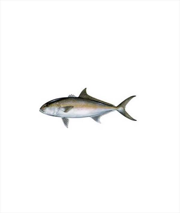 RICCIOLA GIAPPONESE IKEJIME EVISCERATA E SQUAMATA g 4000/7000