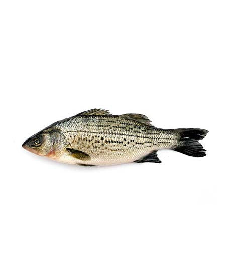 PERSICO SPIGOLA