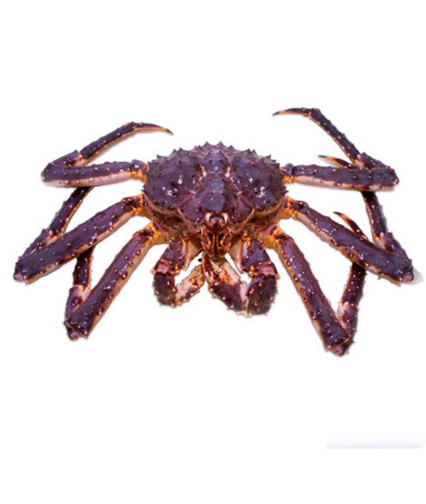 GRANCHIO REALE KING CRAB KG 1.7