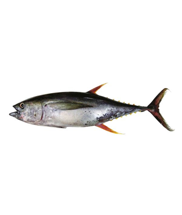FILETTO DI TONNO PINNA GIALLA EVISCERATO, KG 50