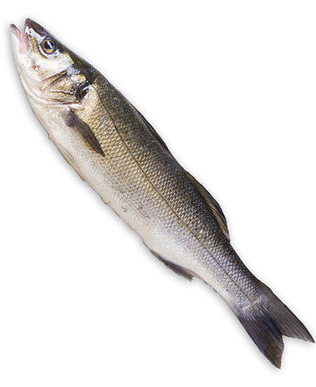 BRANZINO TURCHIA g 800/1000