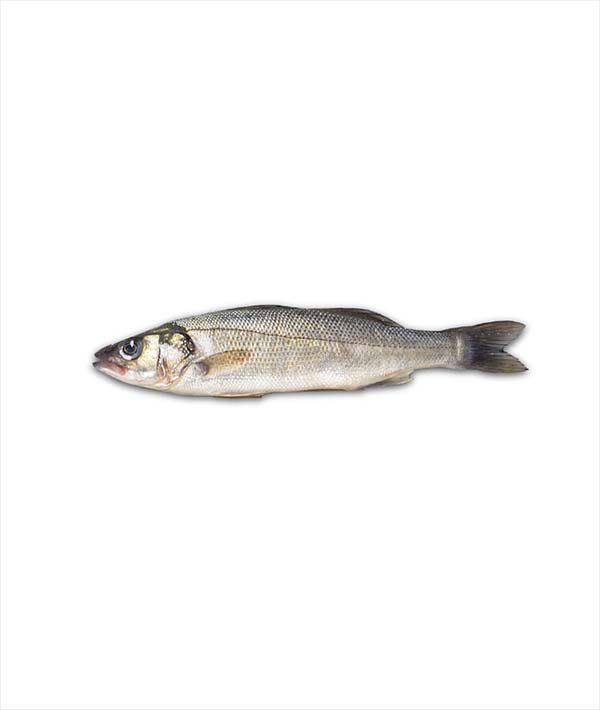 BRANZINO GRECIA g 1000/1500 EVISCERATO