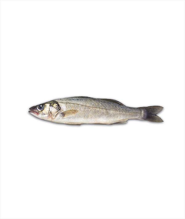 BRANZINO GRECIA g 1500/2000 EVISCERATO E DESQUAMATO