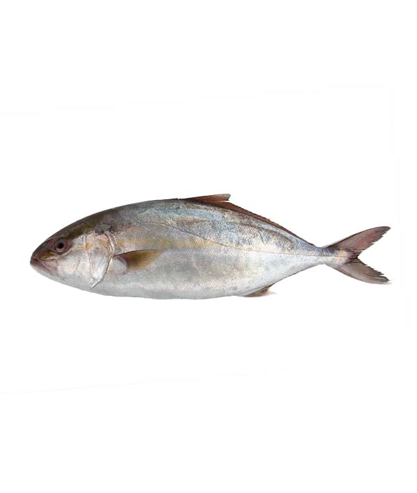 RICCIOLA MEDITERRANEA PESCATA g 0/5000
