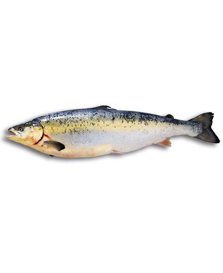 SALMONE SUPERIOR g 3000/4000