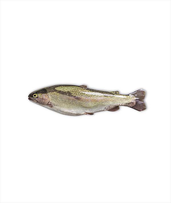 TROTA SALMONATA 600/700 EVISCERATA KG 0.5