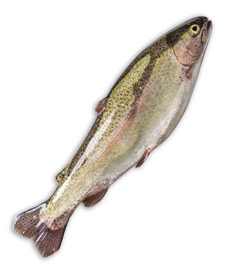 TROTA SALMONATA 600/700 KG 0.65