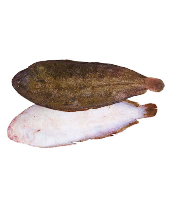 SOGLIOLA NOSTRANA M