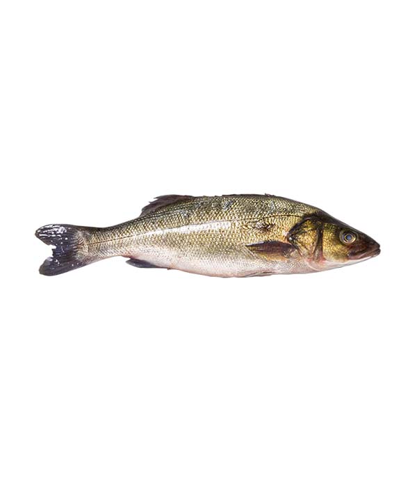 BRANZINO GRECIA g 800/1000 EVISCERATO E DESQUAMATO