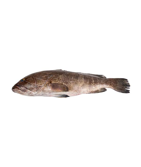 CERNIA BIANCA 1000/2000