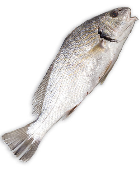 CORVINA INTERO KG 1
