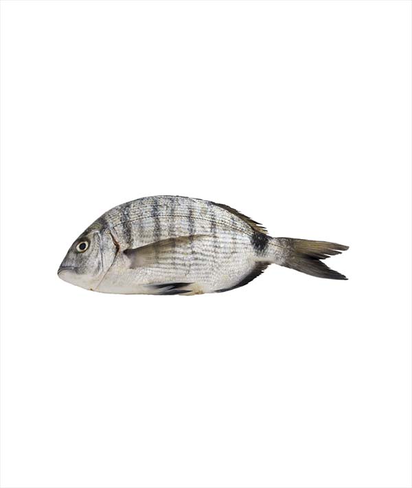 SARAGO g300/600