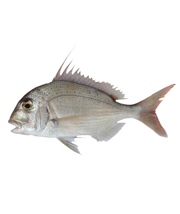 PAGRO MAGGIORE PESCATO