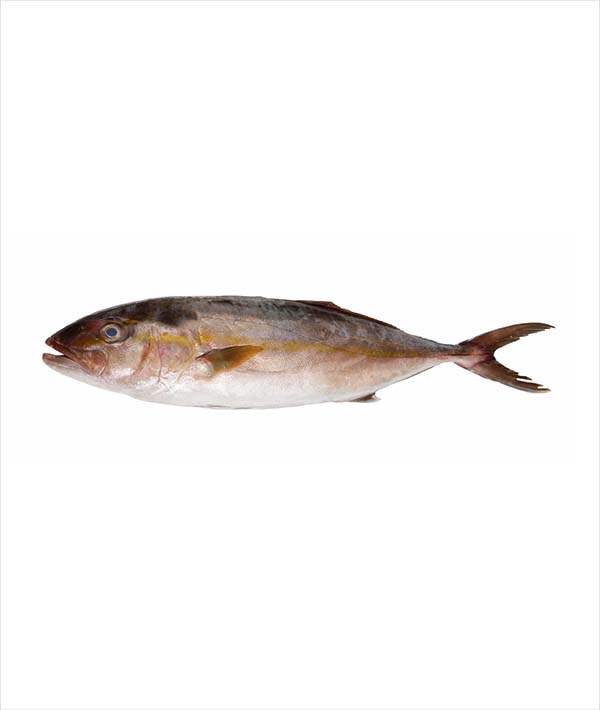 RICCIOLA MEDITERRANEA PESCATA SFILETTATA g 0/5000