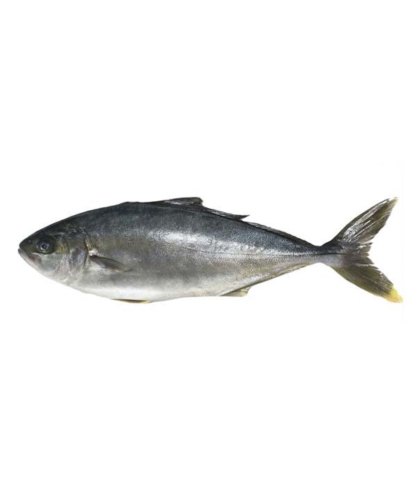 RICCIOLA OCEANICA EVISCERATA E SQUAMATA g 4000/6000