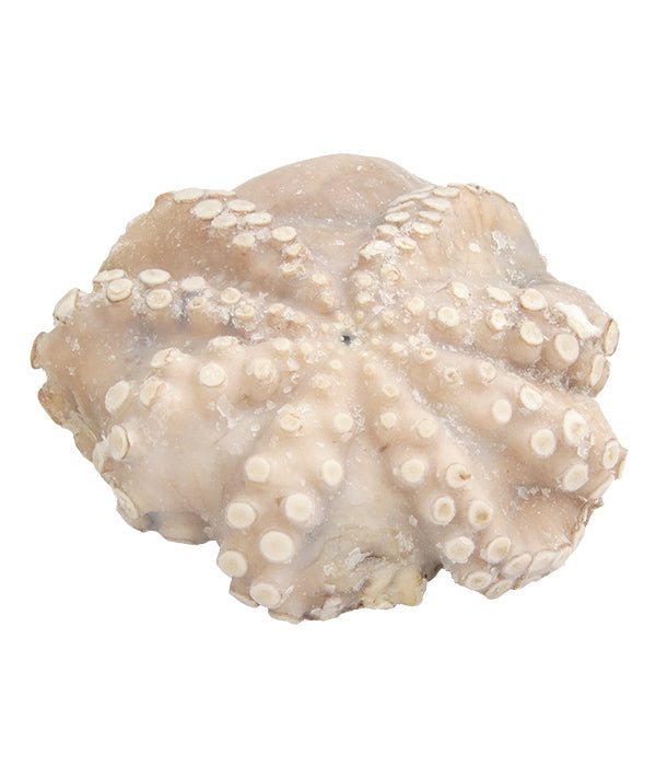 POLPO T2 MAROCCO g 3000/4000 IQF SO.CO.PO. KG 12