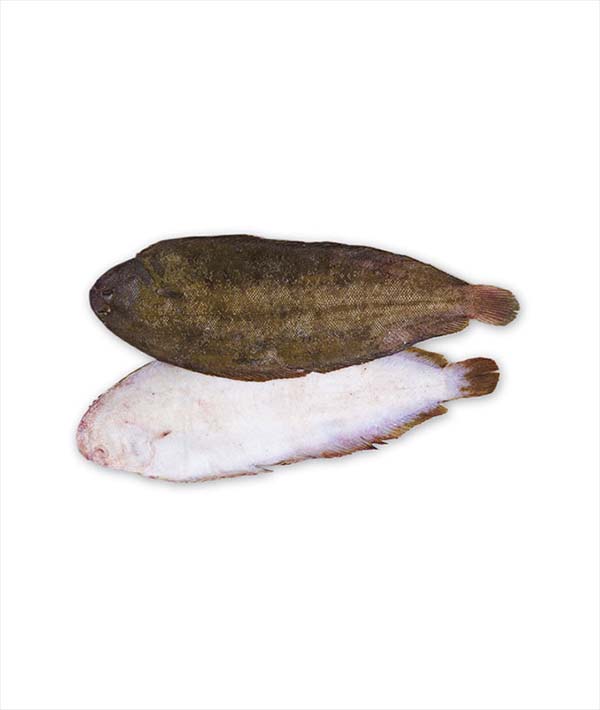 SOGLIOLA 5 NLD EVISCERATA IQF B-DEKKER g 4000