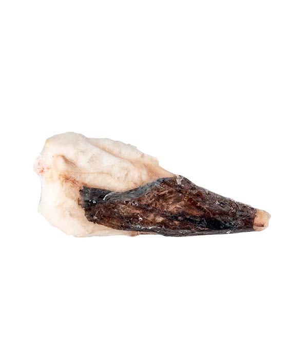 CODA DI ROSPO TAGLIA M CON PELLE BORDO 250/500 IWP KG 5