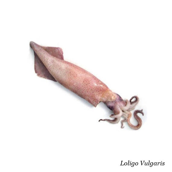 CALAMARO NOSTRANO "CACIAROLO" DAL FRESCO GR/50 JESOLPESCA GR 500