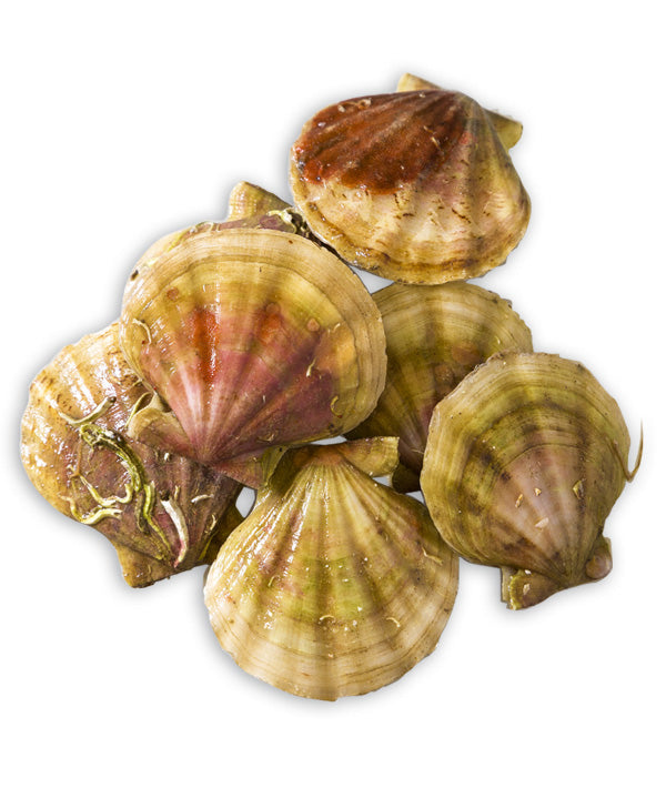 CANESTRELLO GB 20/30 PZ/KG FAO27 INTERO IQF KG 10