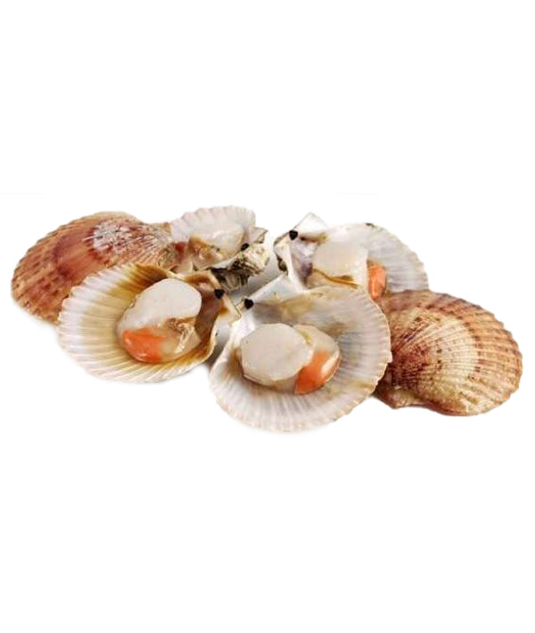 CANESTRELLO GB FAO 27 MEZZO GUSCIO 30/50 P/KG IQF GR 800