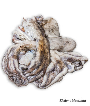 MOSCARDINO CA TUNISIA FAO 37 2BL GR 80/120 KG 12