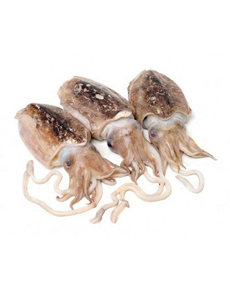 SEPPIA CHOCO SPORCA 3P FAO 34 BLOCCO CONGELATA A BORDO KG 15