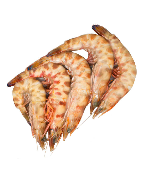 MAZZANCOLLA ADRIATICO PZ 10 VASCHETTA GR 150 DYP KG 1,5