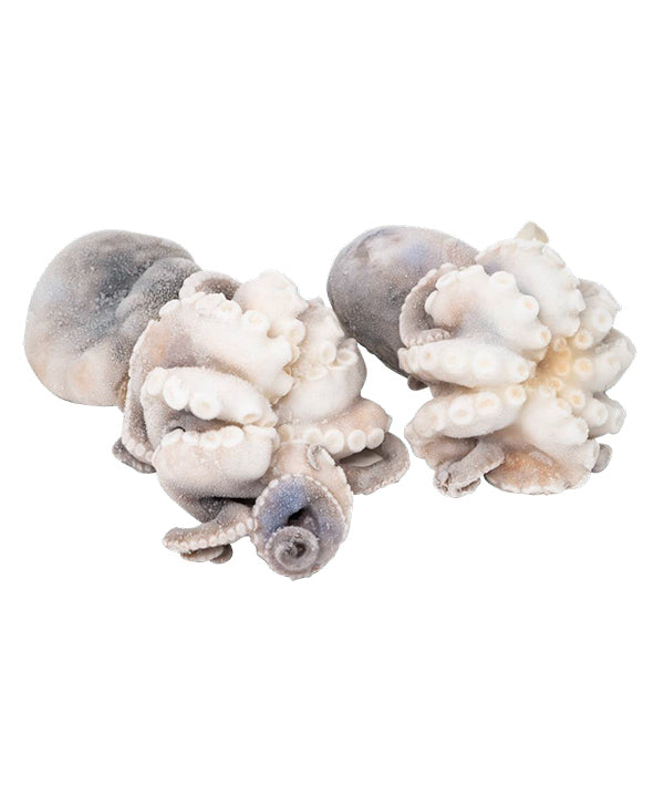 MOSCARDINO G SFUSO PZ 8/12 PULITO 150/200 DYP KG 2