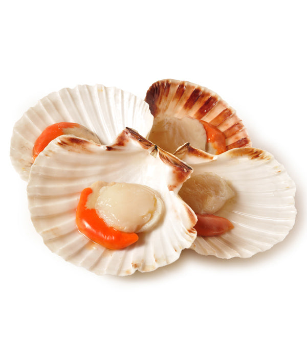 CAPPASANTA ATLANTICA CON 1/2 GUSCIO 10/12 PEZZI AL CHILO INDIVIDUALMENTE CONGELATE kg 5