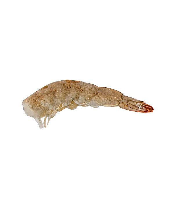 MAZZANCOLLA TROP CODA ECUADOR 36/40 PZ/LB OROBLANCO KG 2