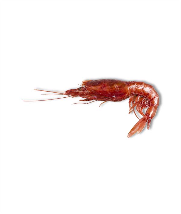 GAMBERO ROSSO INTERO 2° PEZZI 32/35 kg 1