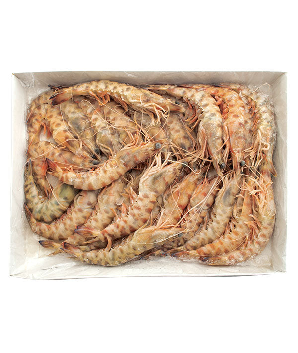 MAZZANCOLLA INTERA TUNISIA A PZ 21/30 g800