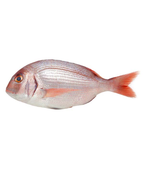 PAGRO ROSA RED SNAPPER NUOVA ZELANDA INTERO PEZZI 5 KG 13