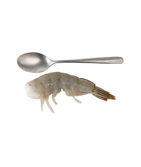 MAZZANCOLLA TROPICALE CODA 26/30 PZ/LB OROBLANCO KG 2