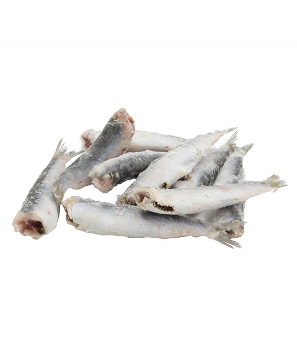 SARDA CROATA FAO 37 DECAPITATA IQF KG 9,7