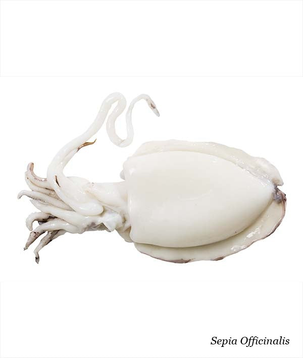 SEPPIA PULITA GR 1000/1500 IQF KG 5