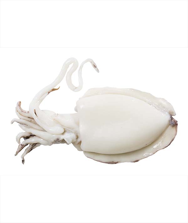 SEPPIA PULITA MAROCCO GR 1000/1500 IQF KG 5