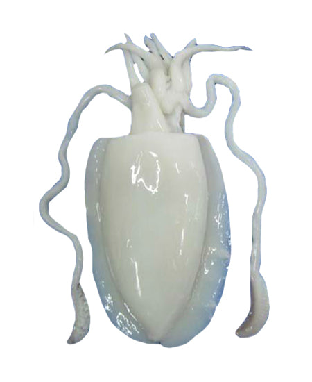 SEPPIA PULITA MAROCCO GR 1500/2000 IQF KG 5