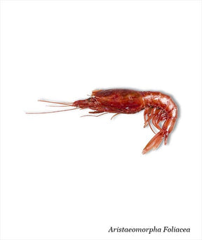 GAMBERO ROSSO INTERO 1° PEZZI 23/26 kg 1