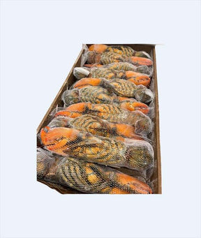 ASTICE AMERICANO CRUDO IN RETE GR 450/500 KG 4,54