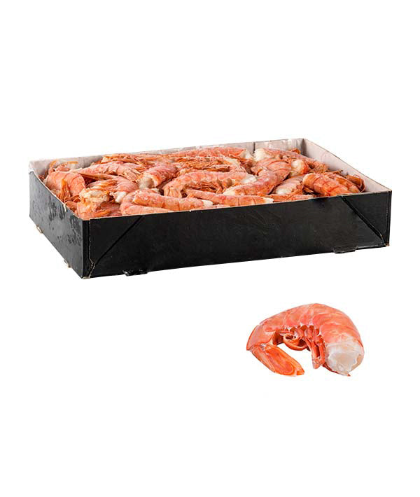 CODA GAMBERO ARGENTINA C1 30/55 PZ/KG BORDO KG 2