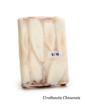 CALAMARO THAY PULITO U10 PLACCA JESOLPESCA KG 1,6