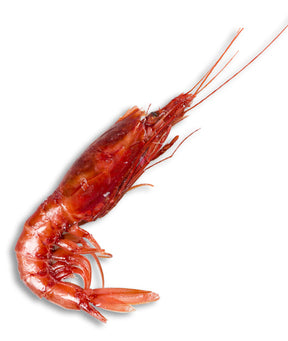 GAMBERO ROSSO INTERO MEDITERRANEO 2° PEZZI 26/35 kg 1