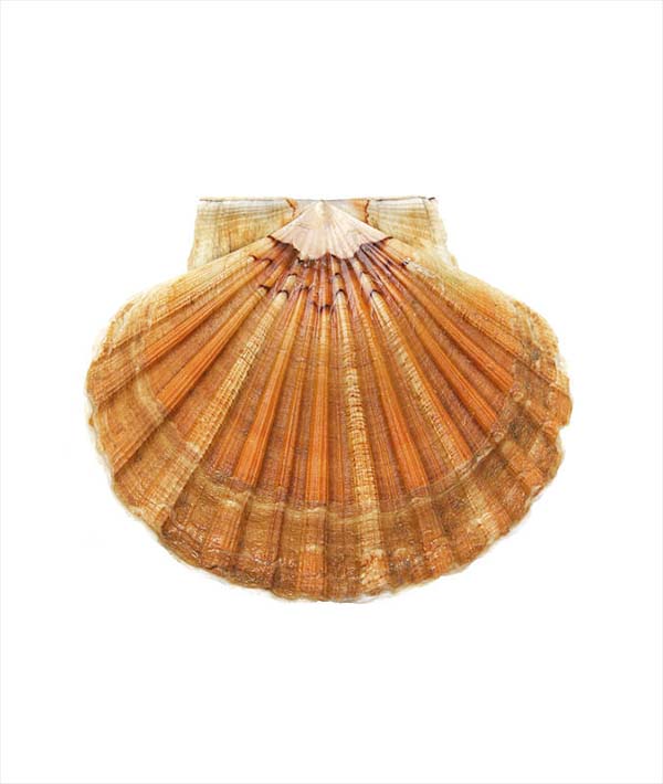 CAPPASANTA ATLANTICA INTERA FRANCIA 5/7 PEZZI/KG CON CORALLO kg 6