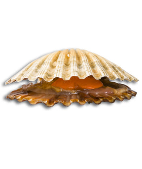 CAPPASANTA ATLANTICA INTERA FRANCIA 5/7 PEZZI/KG CON CORALLO kg 6