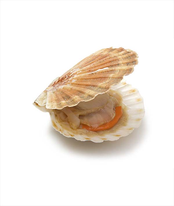 CAPPASANTA ATLANTICA INTERA FRANCIA 5/7 PEZZI/KG CON CORALLO kg 6