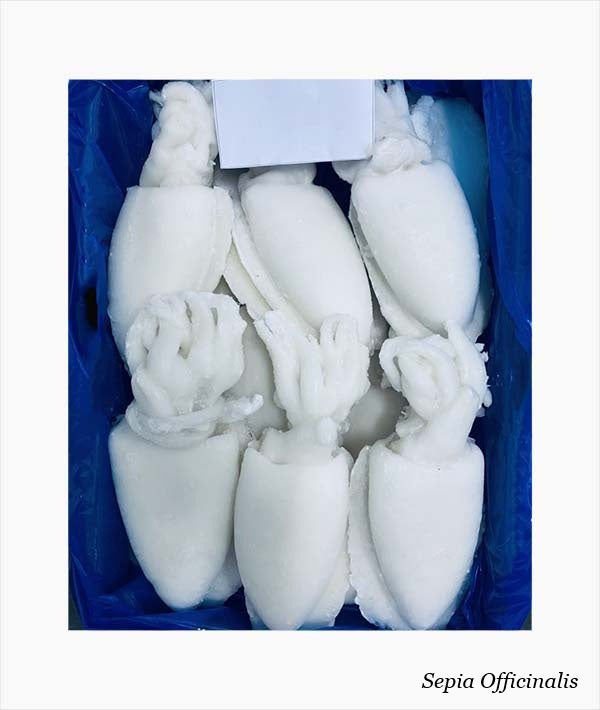 SEPPIA PULITA GR 1000/1500 IQF SO.CO.PO. KG 9