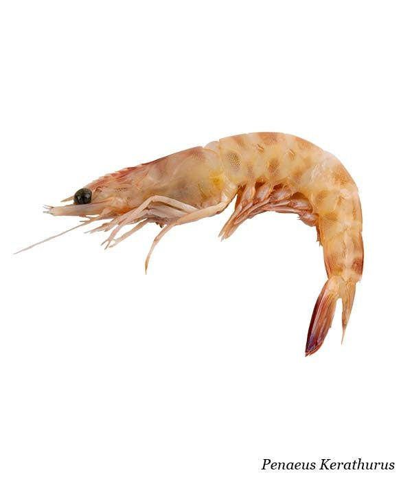 MAZZANCOLLA NOSTRANA INTERA DAL FRESCO GR 500